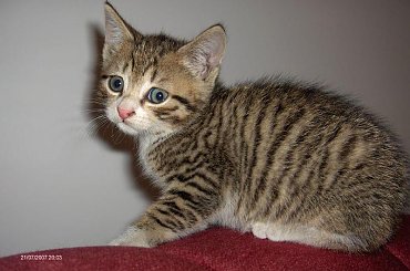 Koteczka #kotek #kotka #kotki