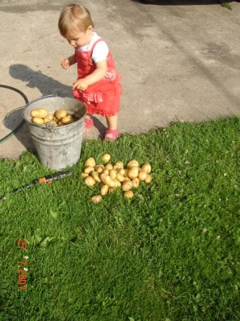 pradziadek nakopał ziemniaków
