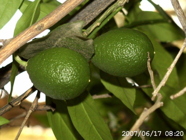 limonki