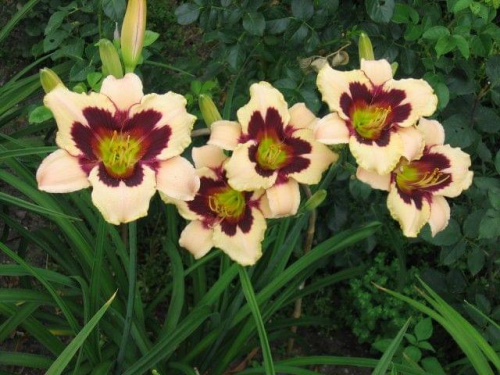 Liliowiec - Hemerocallis - Moonligt Masquerade