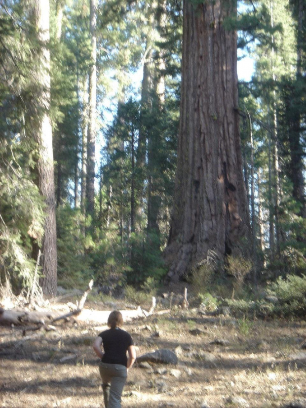 Sekwoje z Yosemite