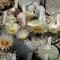 Astrophytum