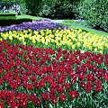 TULIPANY