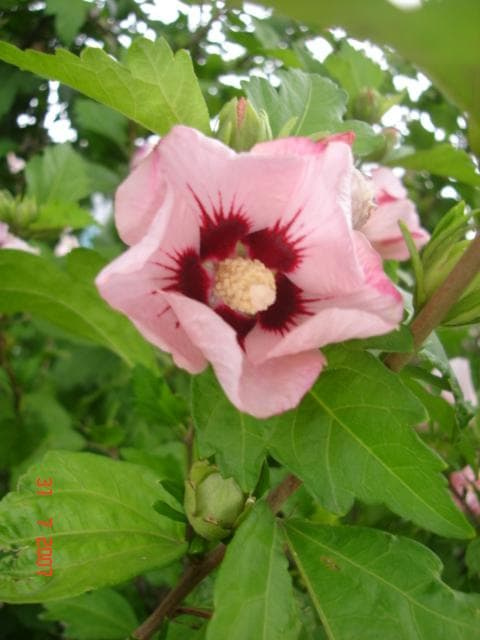 hibiskus