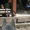 Draco az patrzy co ta szalona pani robi ... SPRZĄTA??!! nie mozliwe....