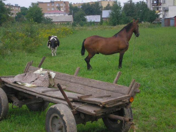 koń i krowa koło garazy #zwierzęta