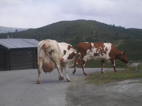 Krowy, które chciały, abyśmy na zawsze pozostali na najwyższym szczycie Norwegii.