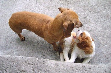 PANKRACY w nowym domu - nie ma jak zabawy z Blixą ! #Ola #Cherry #szczeniaki #Pankracy #cavalier