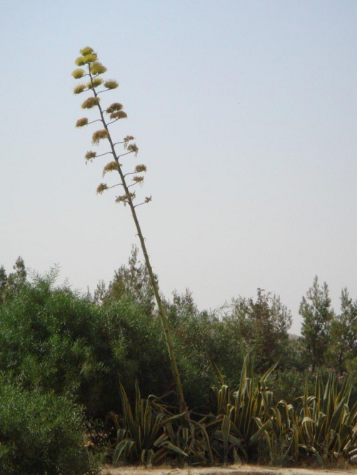 Góra Nebo (Jordania) #sukulenty