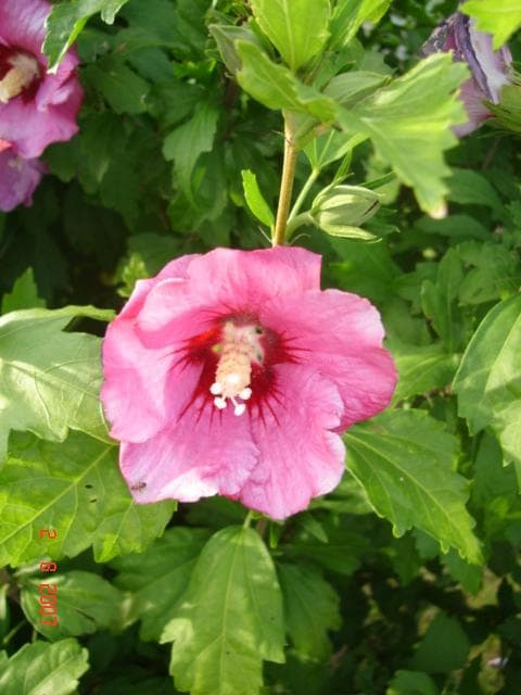 Hibiskus