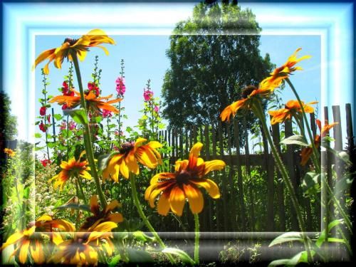 kwiatki dla fotosikowiczów :) #kwiaty #ogród