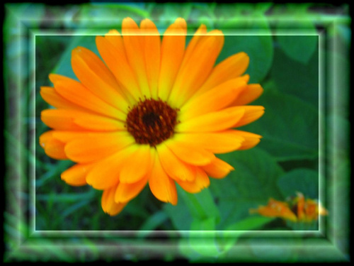 kwiatki dla fotosikowiczów :) #kwiaty #ogród