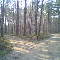 to na Bukówce w Kielcach w lesie gdzie też znajduje sie plac grobu zmarłych partyzantów.