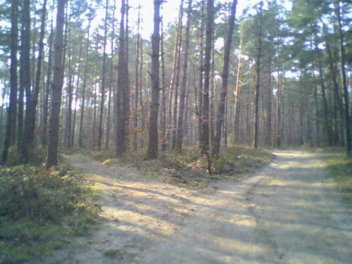 to na Bukówce w Kielcach w lesie gdzie też znajduje sie plac grobu zmarłych partyzantów.