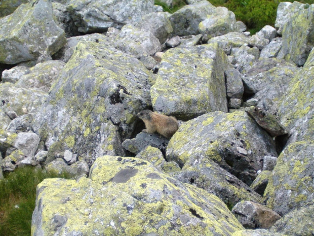 Spotkanie ze świstakiem #Tatry