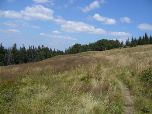 Beskid Żywiecki- Pasmo Jałowieckie. Czerniawa sucha(1062m.n.p.m.), Beskidek(1044),Hala Kamińskiego, Mędralowa(1169) Hala Mędralowa, Jaworzyniec(997). #BeskidŻywiecki #Jałowiec #Mędralowa #HalaKamińskiego #HalaMędralowa #CzerniawaSucha