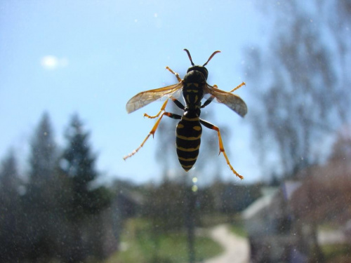 pscółka u Mamy w Wąwolnicy. A to ci... #owady #pszczoła #Mamutek