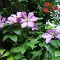 Clematis