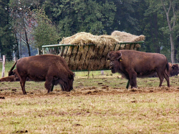 Zespół Pałacowy w Kurozwękach; mini zoo, labirynt w polu kukurydzianym i pare innych atrakcji