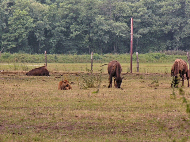 Zespół Pałacowy w Kurozwękach; mini zoo, labirynt w polu kukurydzianym i pare innych atrakcji