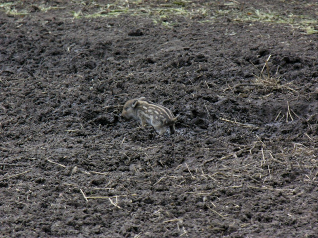 Zespół Pałacowy w Kurozwękach; mini zoo, labirynt w polu kukurydzianym i pare innych atrakcji