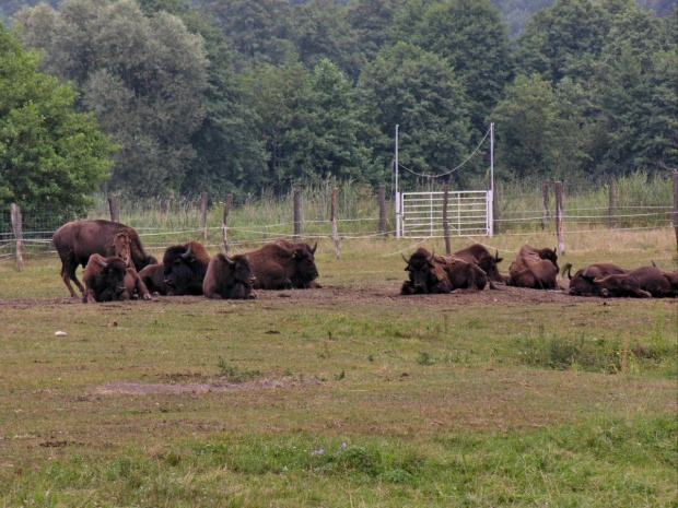 Zespół Pałacowy w Kurozwękach; mini zoo, labirynt w polu kukurydzianym i pare innych atrakcji