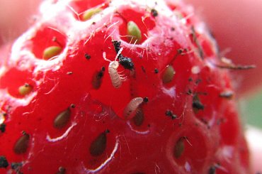 robaczek w truskawce #czerwiec #robaczek #robak #truskawka #makro