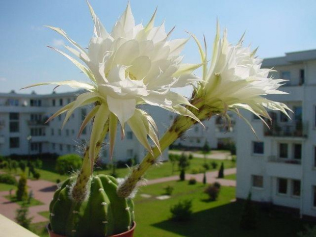 Echinopsis subdenudata