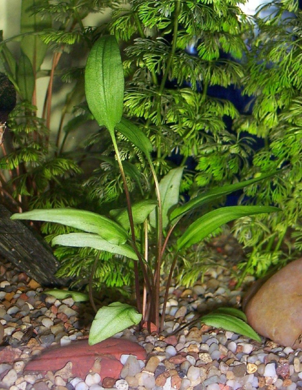 cryptocoryne wendtii green