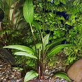 cryptocoryne wendtii green