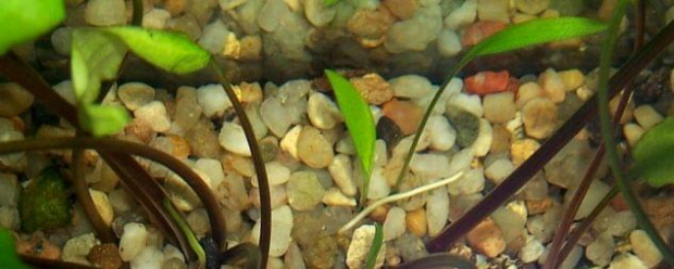 cryptocoryne wendtii green