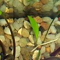 cryptocoryne wendtii green