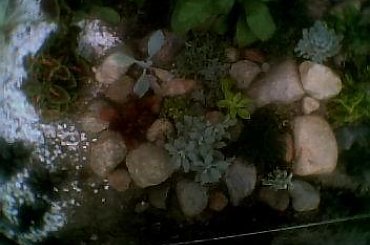 skalniak,z lewej u góry 2 pokrzywy, szałwia lirolistna, nad nim w centrum wrotycz, a nad nim runianka, u dołu dabrówka, u góry z prawej rojnik. #skalniak #rabata #PrzyDomu #PrzyUlicy