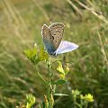 5i. Modraszek ikar ( mnogooczek lazurek ) - Polyommatus icarus ; samiec . Data : 08.08.2007. Miejsce : w miejscu nieczynnych , rozebranych torów kolejowych . Miejscowość : Piaski Wielkopolskie .