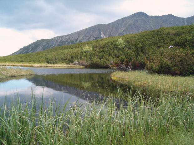 Stręgacznik #Tatry