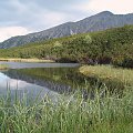 Stręgacznik #Tatry