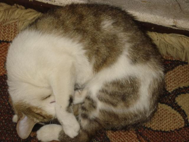 śpię #kot