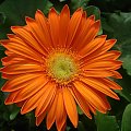 gerbera #kwiaty