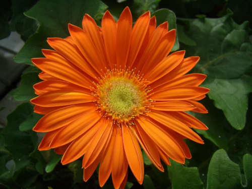 gerbera #kwiaty