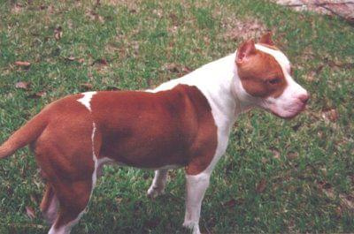 Pit Bull red nose