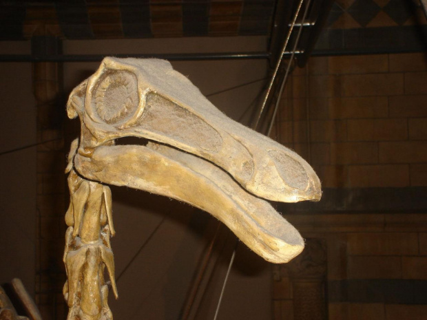 szkilet dinozaura, ciekawe czy byl madry z takim malym mozgiem:P #dinozaur #szkielet #muzeum