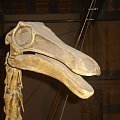 szkilet dinozaura, ciekawe czy byl madry z takim malym mozgiem:P #dinozaur #szkielet #muzeum