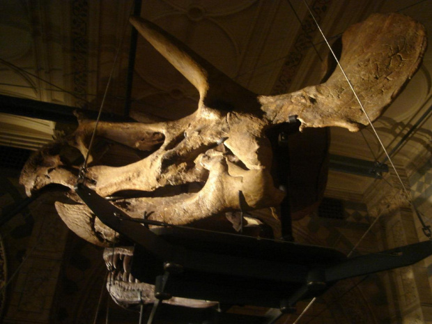 Szkoda, ze zostala po nim tylko czaszka:) #dinozaur #muzeum #szkielet
