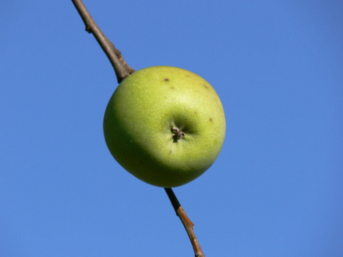 Samotne jabłko