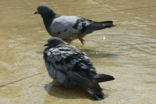 Gołębie kąpiące się u stóp Syrenki na Starówce warszawskiej.