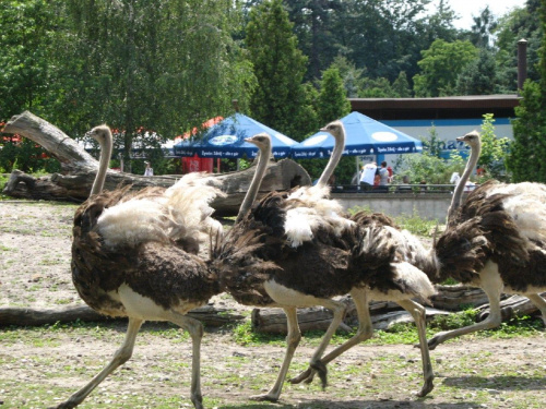 pędzące strusie