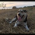 #pies #Pika #kundelek #spacer #ściernisko #słoma