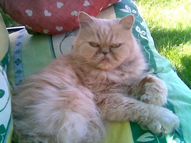 Moja Coco leży znudzona na huśtawce ogrodowej #kot