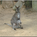 kangurzyca z młodym #Zwierzaki