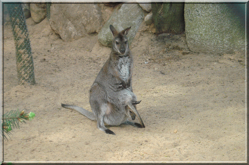 kangurzyca z młodym #Zwierzaki